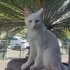 VAN KEDİSİ ACİL YUVALANDIRMA ÇOK UYSAL SEVDİRİYOR KUCAK DELİSİ fotoğraf