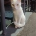 VAN KEDİSİ ACİL YUVALANDIRMA ÇOK UYSAL SEVDİRİYOR KUCAK DELİSİ fotoğraf