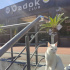 VAN KEDİSİ ACİL YUVALANDIRMA ÇOK UYSAL SEVDİRİYOR KUCAK DELİSİ fotoğraf