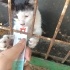 Yumoş kokulu yavru kedi fotoğraf