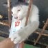Yumoş kokulu yavru kedi fotoğraf