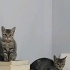 Bu yavrulara aile olacak fotoğraf