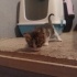 1 aylık erkek kum eğitimi var fotoğraf