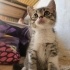 dünya tatlısı british shorthair kırması yavru kedimiz :) fotoğraf