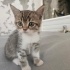 dünya tatlısı british shorthair kırması yavru kedimiz :) fotoğraf