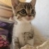 dünya tatlısı british shorthair kırması yavru kedimiz :) fotoğraf