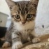 dünya tatlısı british shorthair kırması yavru kedimiz :) fotoğraf