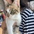 Bu Güzel Calico Balkız'a Acil Yuva Aranıyor fotoğraf