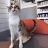 Bu Güzel Calico Balkız'a Acil Yuva Aranıyor fotoğraf