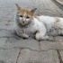 Sokakta kaldım arkadaşın olabilir miyim? fotoğraf