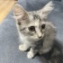 Acil kalıcı yuva arıyoruz fotoğraf