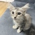 Acil kalıcı yuva arıyoruz fotoğraf