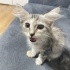 Acil kalıcı yuva arıyoruz fotoğraf