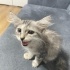 Acil kalıcı yuva arıyoruz fotoğraf