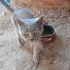 KÖY YOLUNA ATILMIŞ BRİTİSH CİNSİ KEDİYE ÜCRETSİZ ACİL YUVA İLANIDIR!!!! fotoğraf