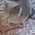KÖY YOLUNA ATILMIŞ BRİTİSH CİNSİ KEDİYE ÜCRETSİZ ACİL YUVA İLANIDIR!!!! fotoğraf
