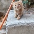 SOKAĞA TERKEDİLEN KEDİLER İÇİN ACİL YUVA fotoğraf