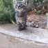 SOKAĞA TERKEDİLEN KEDİLER İÇİN ACİL YUVA fotoğraf