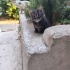 SOKAĞA TERKEDİLEN KEDİLER İÇİN ACİL YUVA fotoğraf