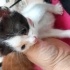 Sakın minik ic dış parazit yapildi sepete koyup parka bırakılıp gitmis 3 kardes fotoğraf