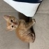 Minik bebekler yuva fotoğraf
