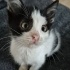 BU KIŞ KEDİSİZ GEÇMESİN