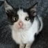 BU KIŞ KEDİSİZ GEÇMESİN fotoğraf