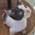 BU KIŞ KEDİSİZ GEÇMESİN fotoğraf