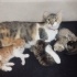 3 haftalık yavru kedilerimi sahiplendirmek istiyorum fotoğraf