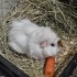 Ginepig sahiplendirme fotoğraf