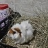 Ginepig sahiplendirme fotoğraf