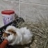 Ginepig sahiplendirme fotoğraf