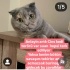 Ücretsiz sahiplenme British kedi acil yuva fotoğraf