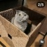 Ücretsiz sahiplenme British kedi acil yuva fotoğraf
