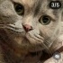 Ücretsiz sahiplenme British kedi acil yuva fotoğraf