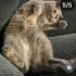 Ücretsiz sahiplenme British kedi acil yuva fotoğraf