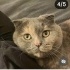 Ücretsiz sahiplenme British kedi acil yuva fotoğraf