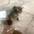 Sokakta bir minnoş fotoğraf