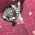Sokakta bir minnoş fotoğraf