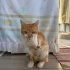Engelli, 3 patili fotoğraf