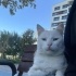 Yaşamı boyunca mama desteği verilecektir. fotoğraf