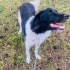 Border Collie 8 aylık dişi kısır yuva arıyoruz fotoğraf