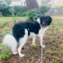 Border Collie 8 aylık dişi kısır yuva arıyoruz fotoğraf