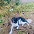 Border Collie 8 aylık dişi kısır yuva arıyoruz fotoğraf