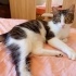 İZMİR ACİL ÜCRETSİZ KEDİ SAHİPLENDİRME fotoğraf