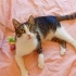İZMİR ACİL ÜCRETSİZ KEDİ SAHİPLENDİRME fotoğraf