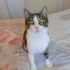 İZMİR ACİL ÜCRETSİZ KEDİ SAHİPLENDİRME fotoğraf