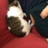SOMİ'YE YUVA OLUR MUSUN? fotoğraf