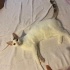 Geçici evinde son günleri fotoğraf