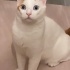 GÜZEL GÖZLÜ KIZIMIZ YENI AILESINI ARIYOR 😍 fotoğraf